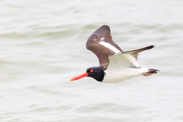 American Oystercatcher