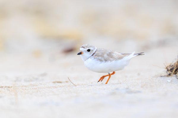 Piping Plover