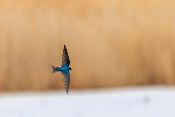 Tree Swallow
