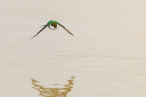 Violet-green Swallow
