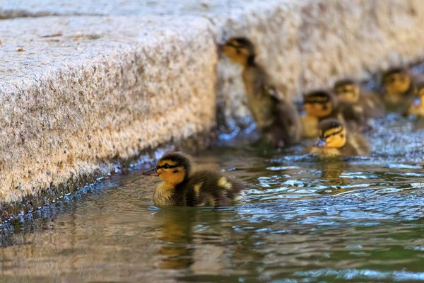 Mallard