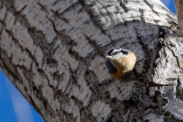 Red-breasted Nuthatch