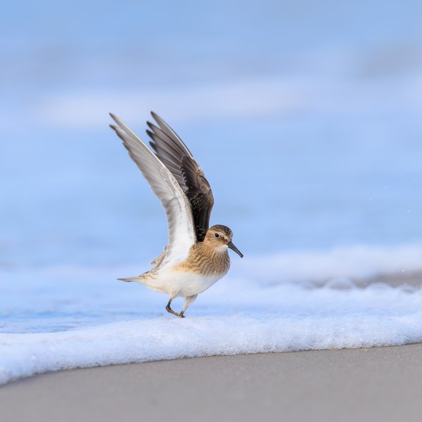 Semipalmated Sandpiper