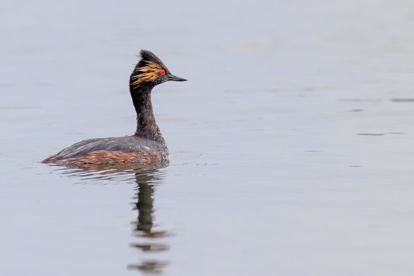 Eared Grebe