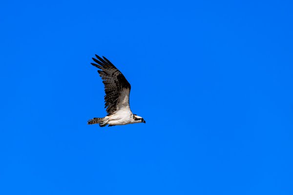 Osprey