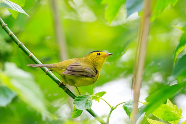 Wilson's Warbler