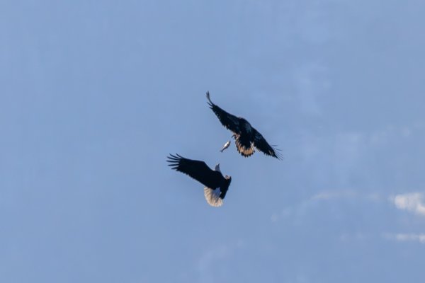 Bald Eagle