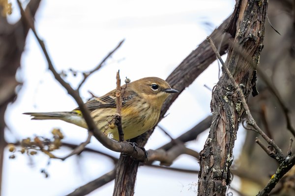Yellow-rumped Warbler