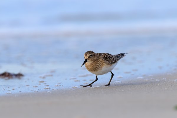 Semipalmated Sandpiper