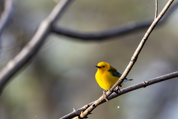 Prothonotary Warbler