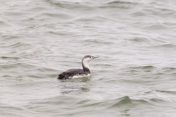 Red-throated Loon
