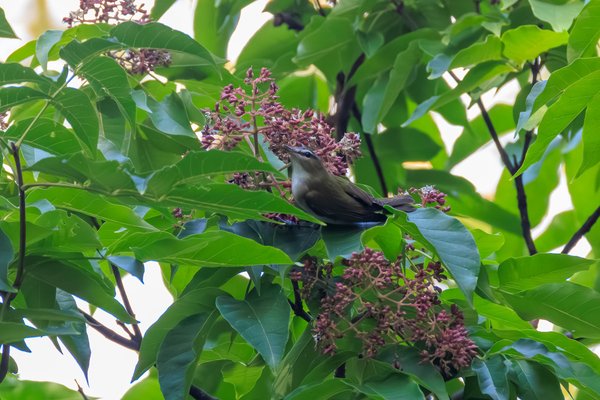 Red-eyed Vireo