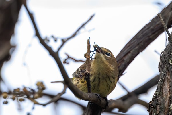 Yellow-rumped Warbler