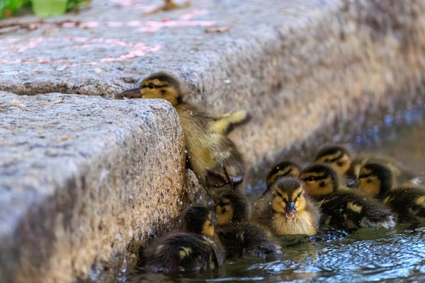 Mallard