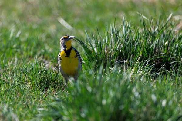 Western Meadowlark