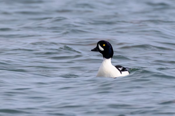 Barrow's Goldeneye
