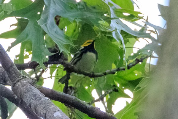 Black-throated Green Warbler