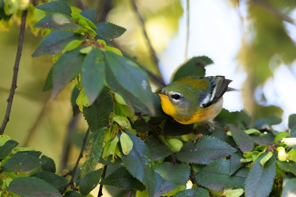 Northern Parula