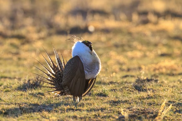 Greater Sage-Grouse