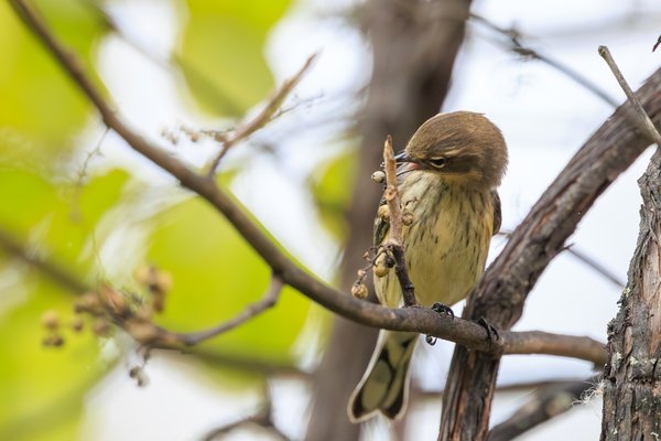 Yellow-rumped Warbler