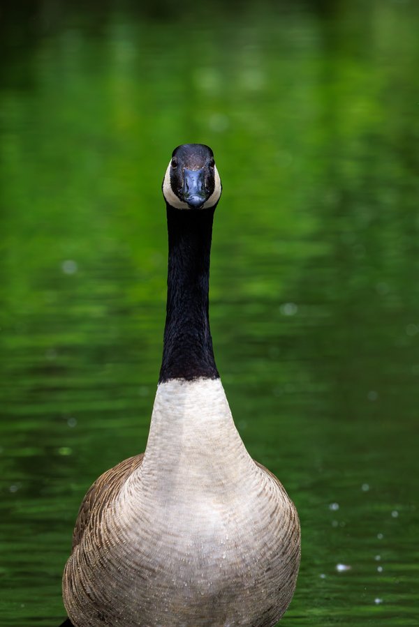 Canada Goose
