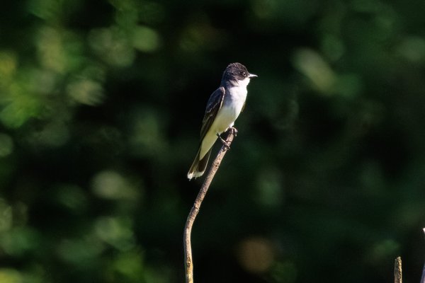 Eastern Kingbird