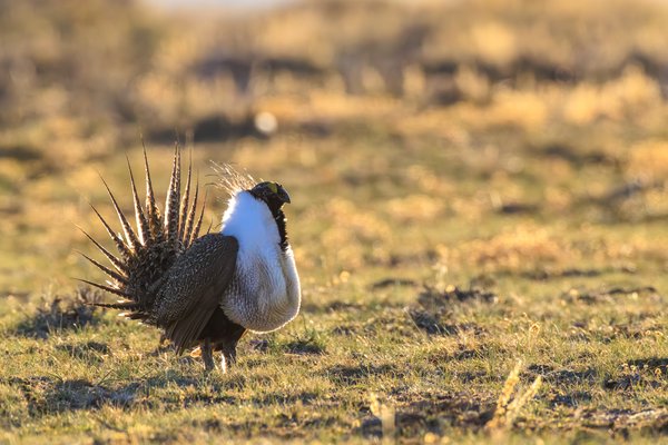 Greater Sage-Grouse