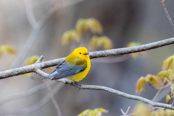 Prothonotary Warbler