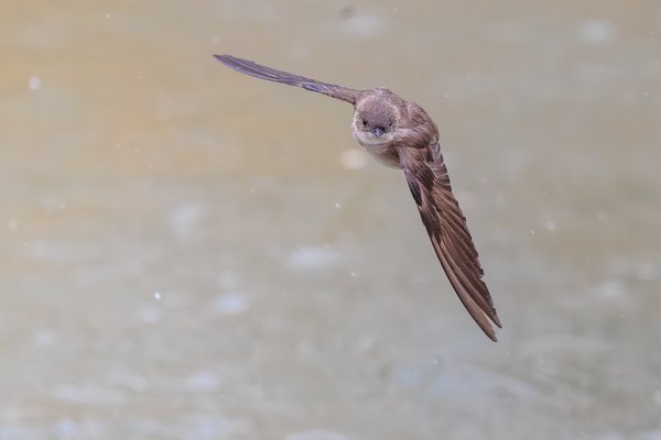 Northern Rough-winged Swallow