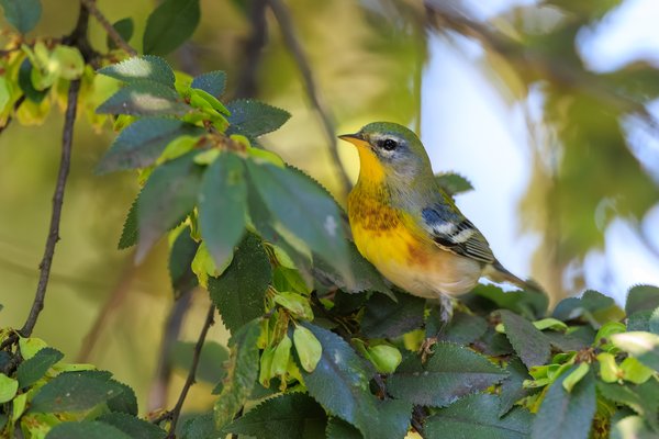 Northern Parula