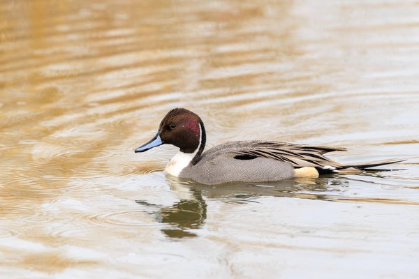 Northern Pintail