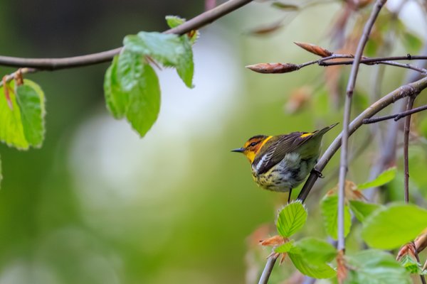 Cape May Warbler