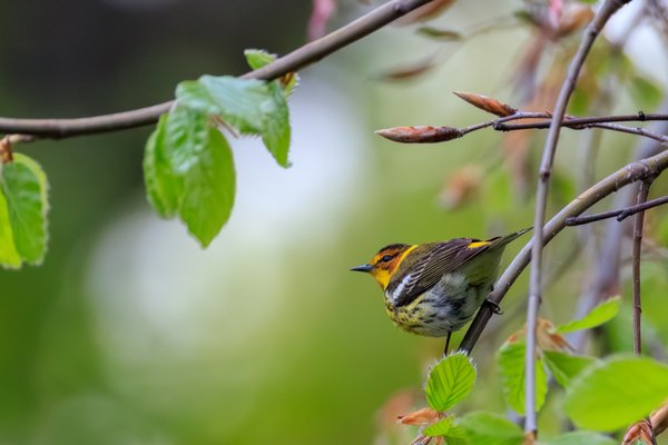 Cape May Warbler