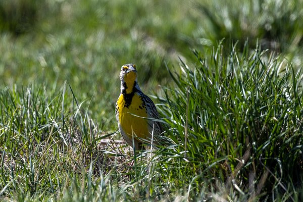 Western Meadowlark
