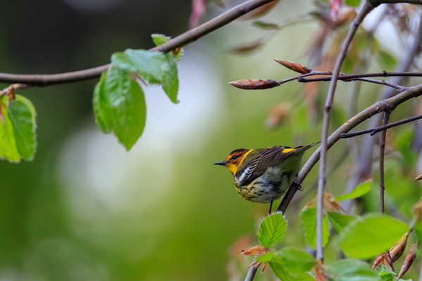 Cape May Warbler