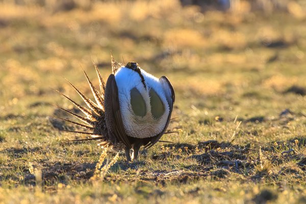 Greater Sage-Grouse