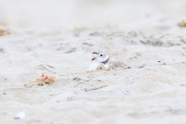 Piping Plover