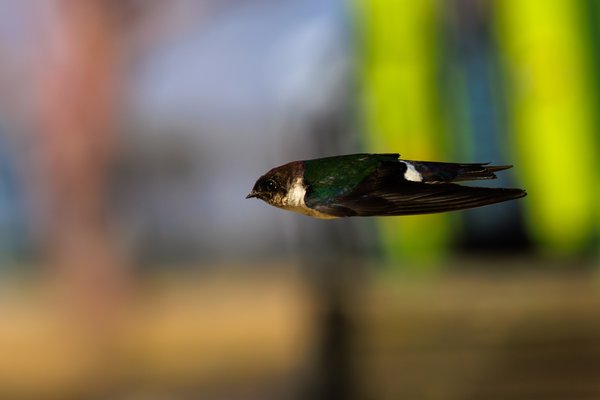 Violet-green Swallow