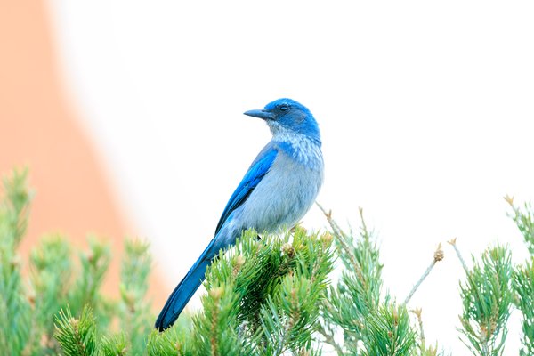 Woodhouse's Scrub-Jay