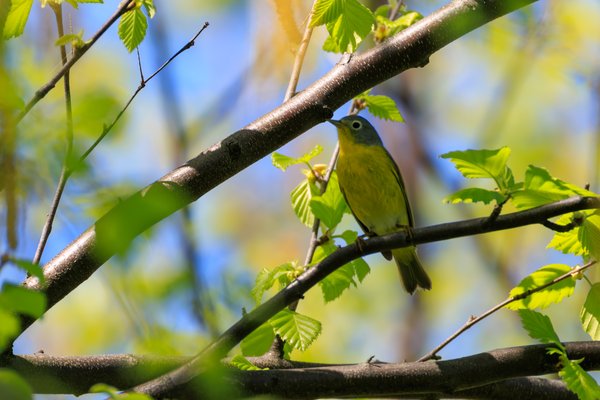 Nashville Warbler
