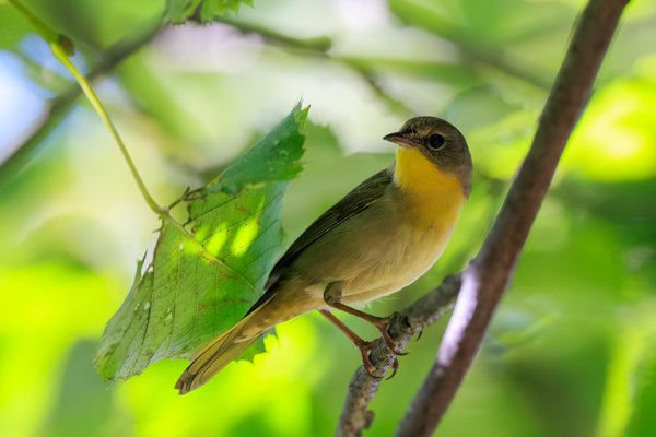 Common Yellowthroat