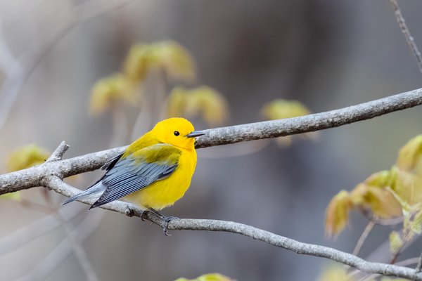 Prothonotary Warbler