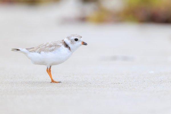 Piping Plover