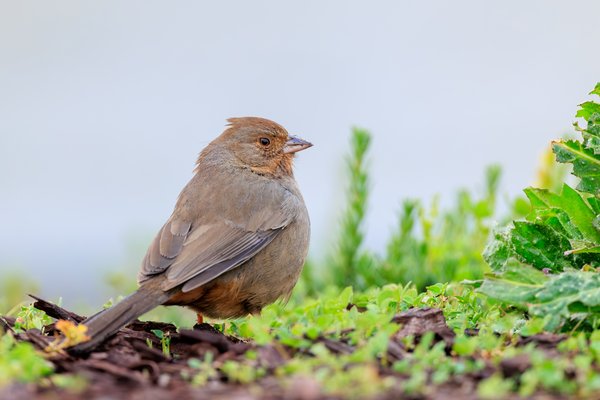 California Towhee
