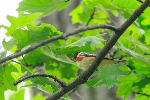 Bay-breasted Warbler