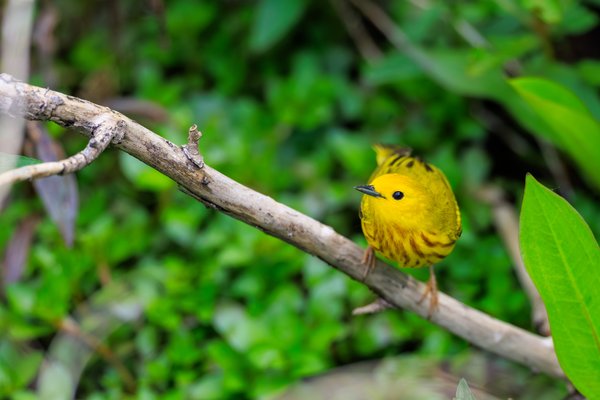 Northern Yellow Warbler