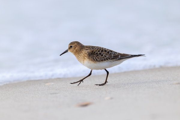 Semipalmated Sandpiper