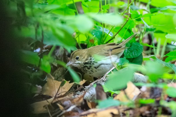 Ovenbird