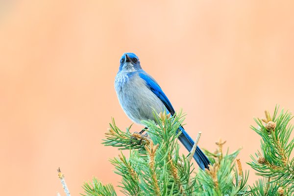 Woodhouse's Scrub-Jay