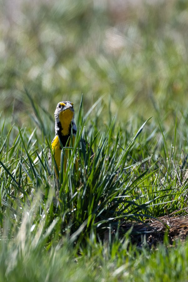 Western Meadowlark